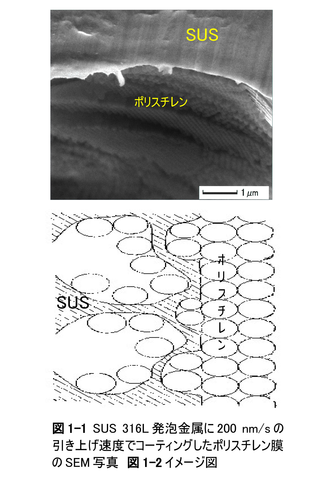 図 1-1 SUS 316L 発泡金属に 200 nm/s の 引き上げ速度でコーティングしたポリスチレン膜 のSEM写真 図1-2イメージ図